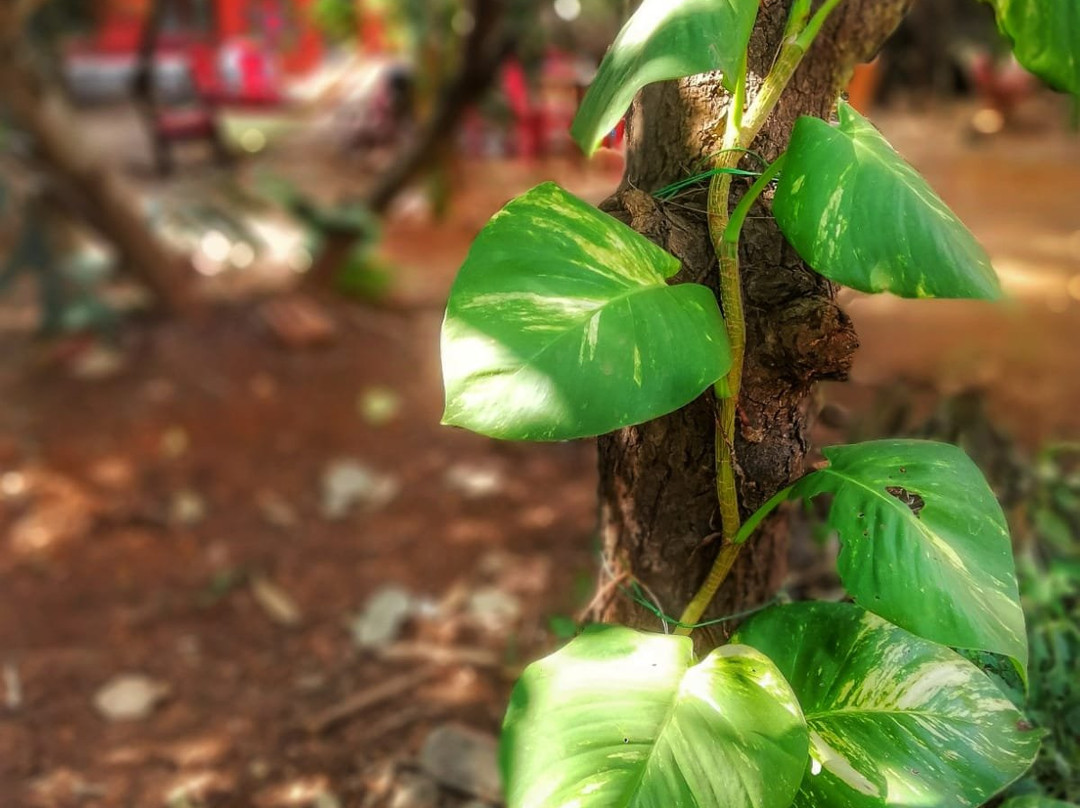 Heartfulness Resort主图