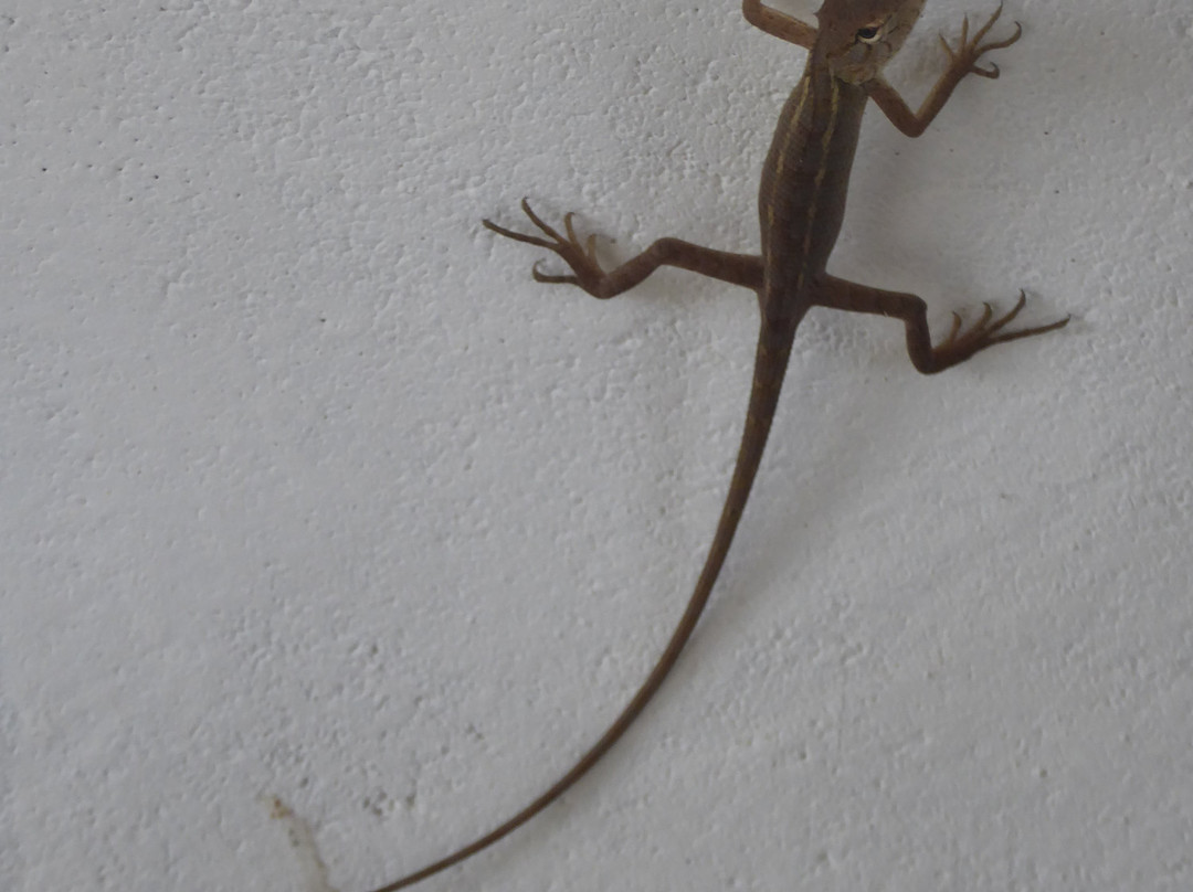 Hotel Rajmahal Palace主图