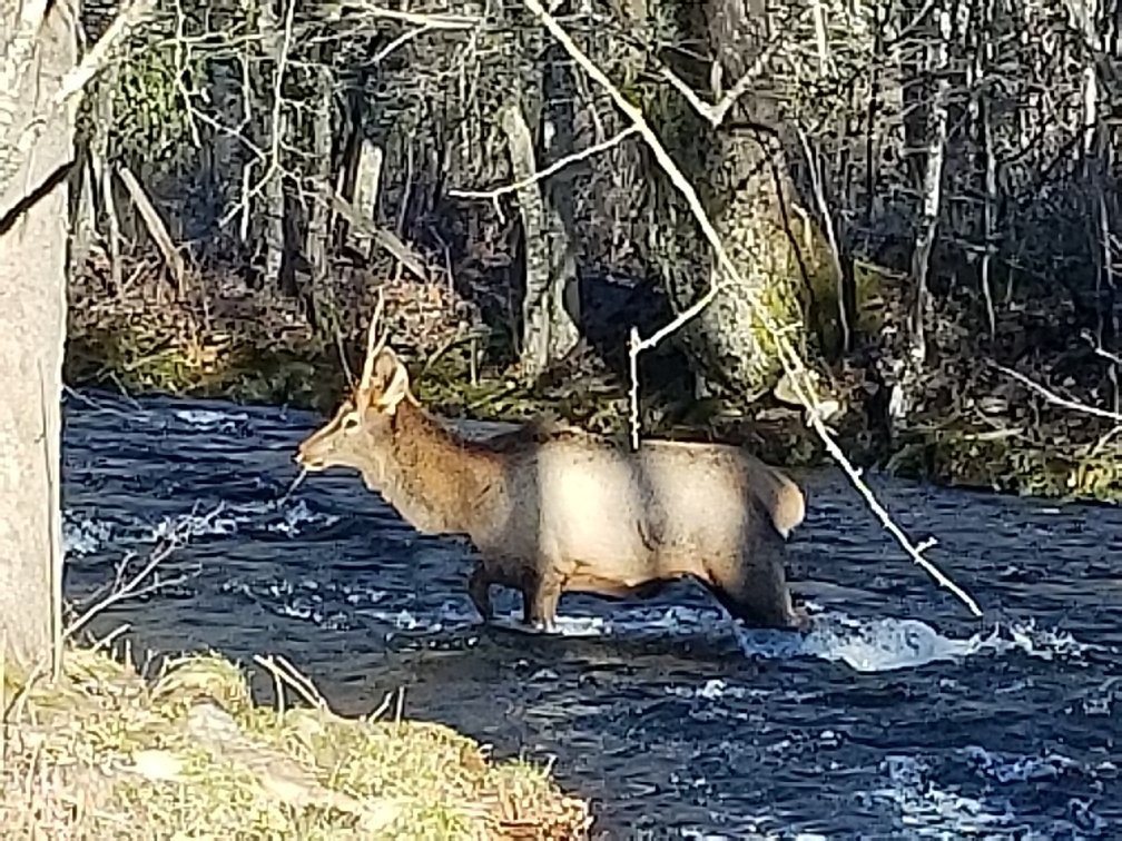 Cataloochee Valley Tours景点图片