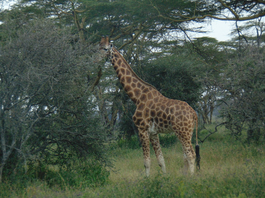 Afrikan Buffalo Wildlife Safaris-马林地必去景点