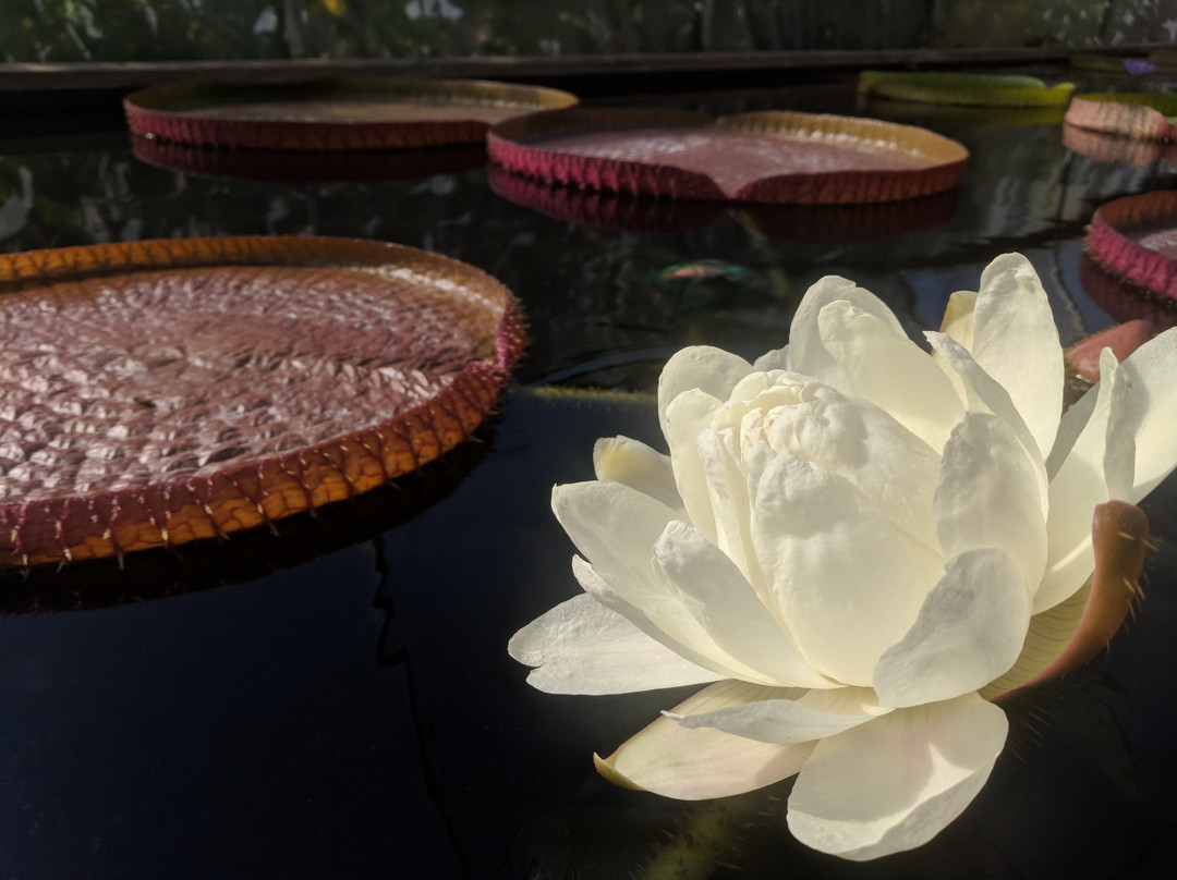 Hughes Water Gardens-图拉丁必去景点