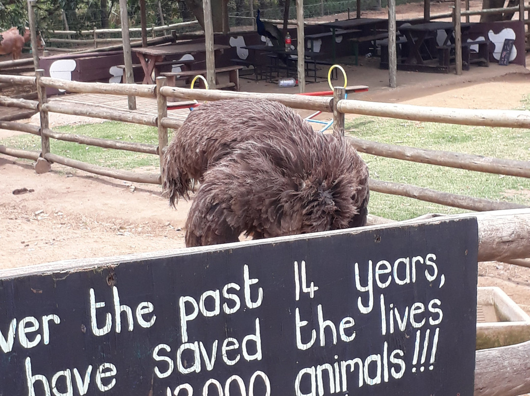 Flag Animal Farm-塩石必去景点