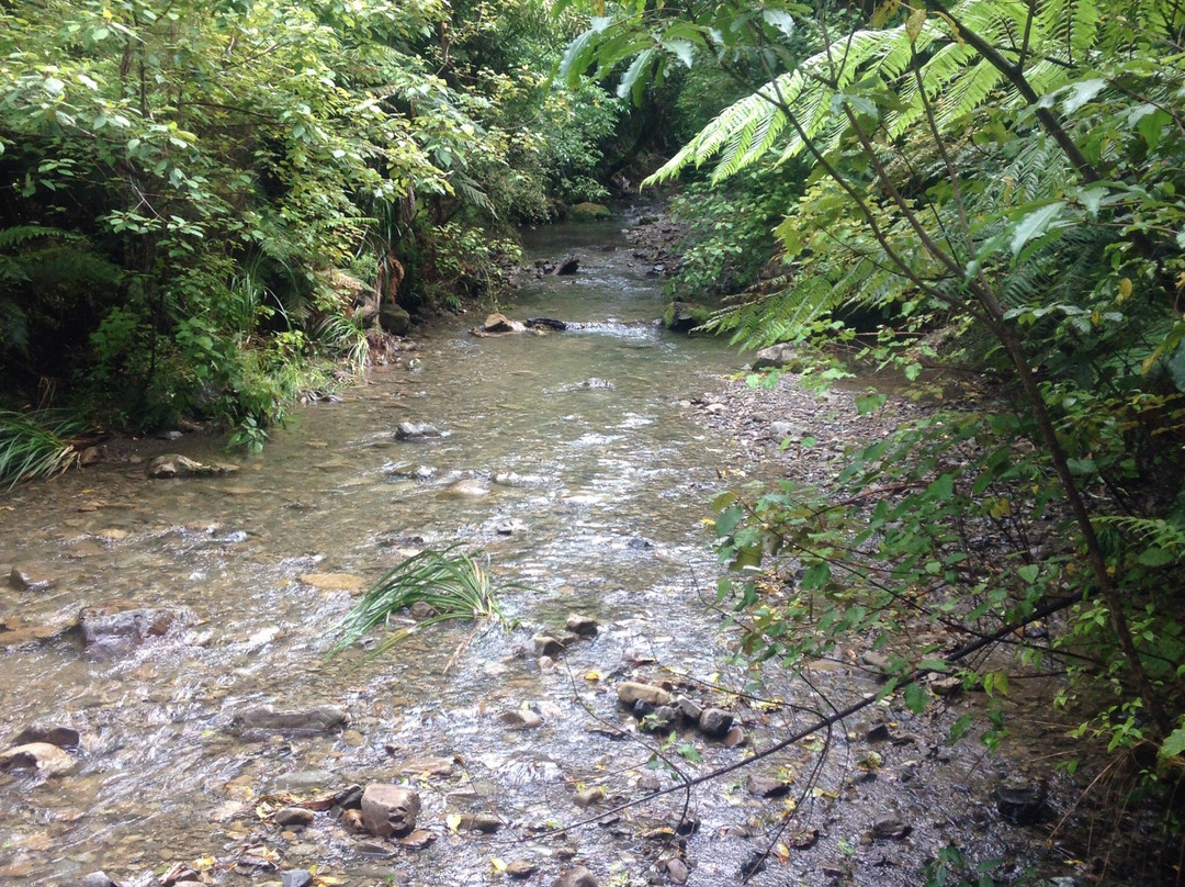 Rimutaka Forest Park景点图片