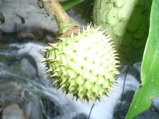 EcoLodge "La Bonita"主图