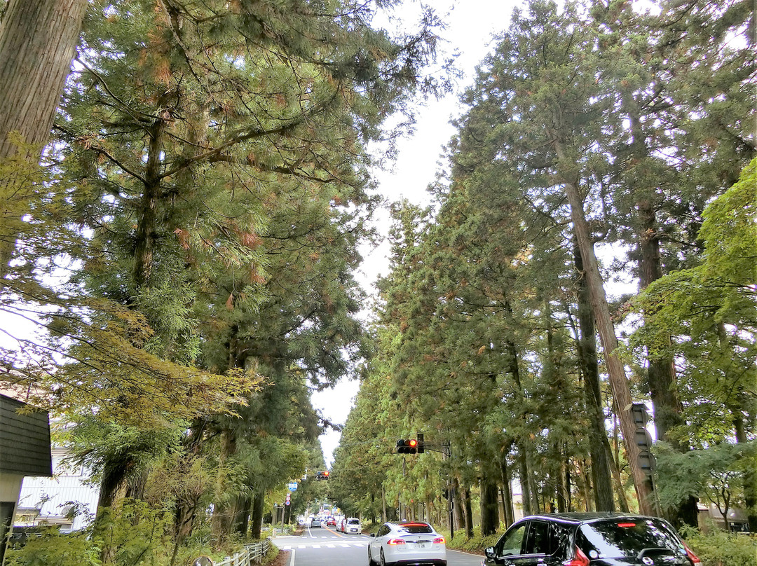 Cryptomeria Avenue-日光市必去景点