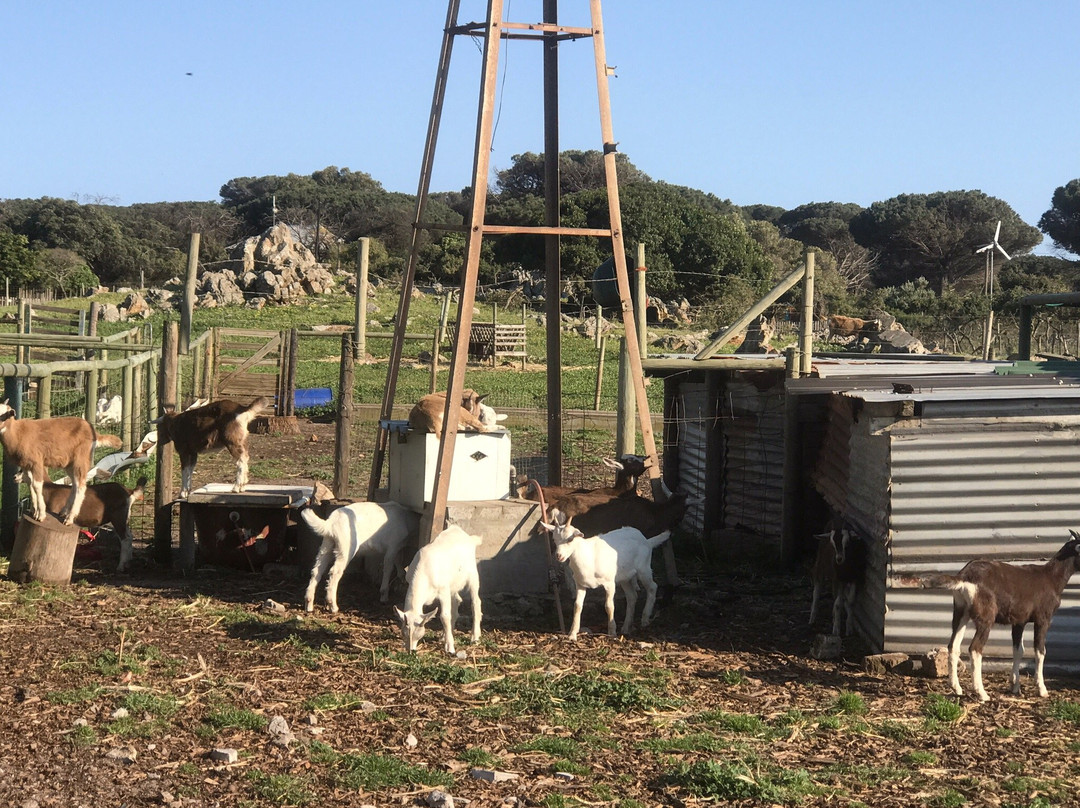 Pepe Charlot-Kommetjie必去景点