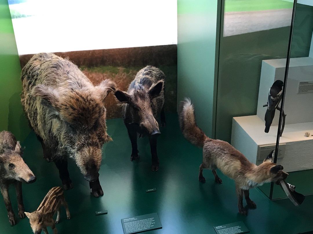 Naturmuseum Solothurn-Soleure必去景点