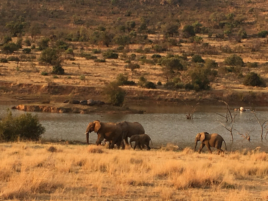 Rhino Shuttles-兰德堡必去景点