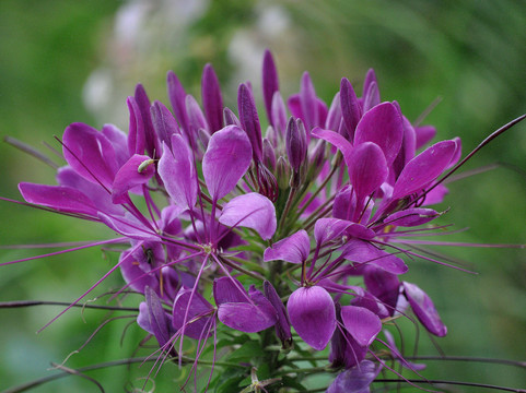 Pearce's Farm Stand-Walworth必去景点