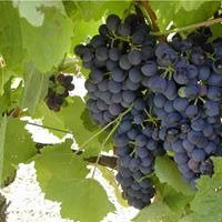 Domaine Saint Georges Les Cardinelles-Nissan-lez-Enserune必去景点
