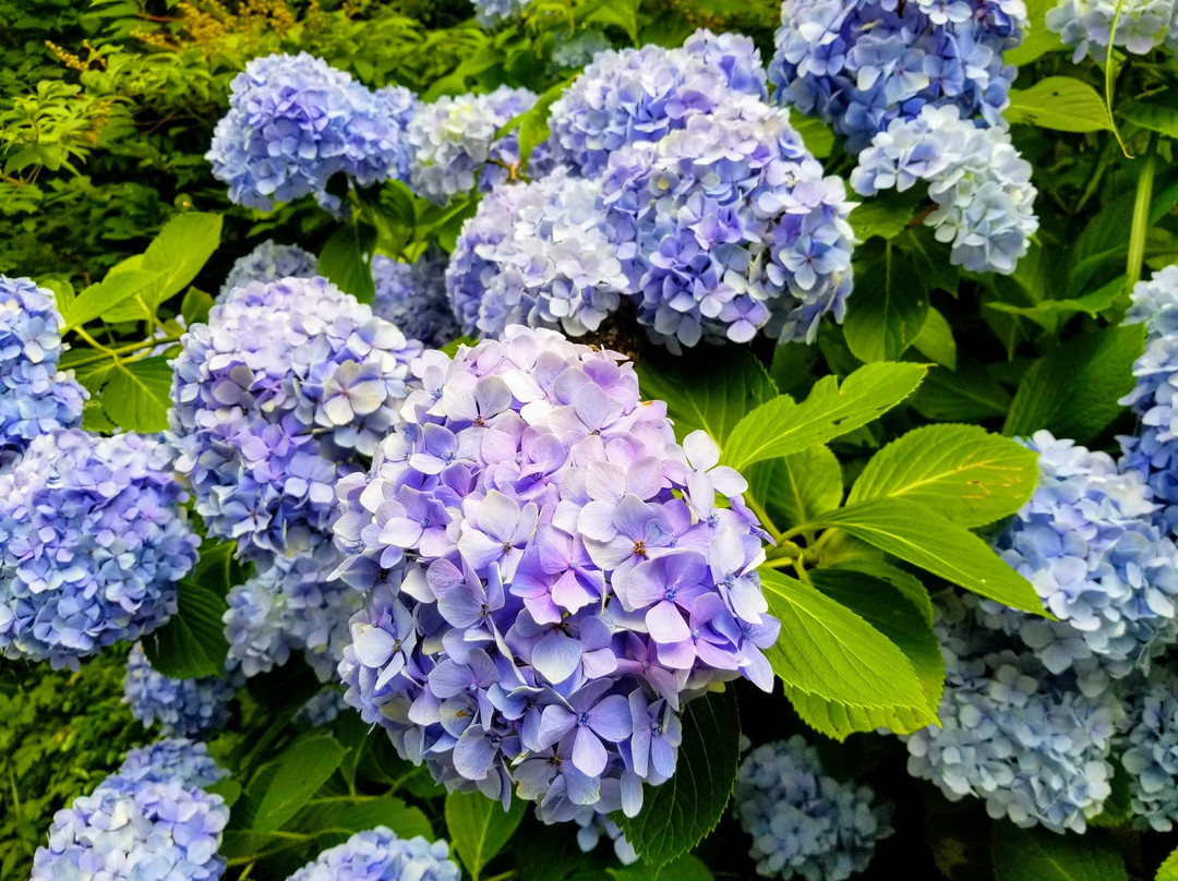 Kurokomichi-桥本市必去景点