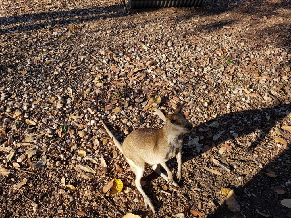 Nina's Ark Wildlife Sanctuary景点图片