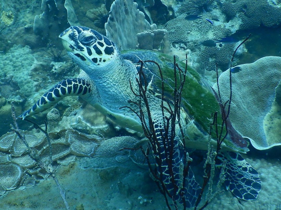 Koh Chang Divers景点图片