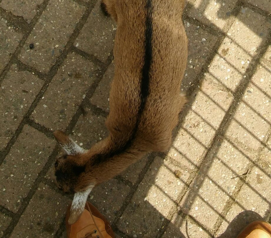 Kinderboerderij Otterspoor-马尔森必去景点