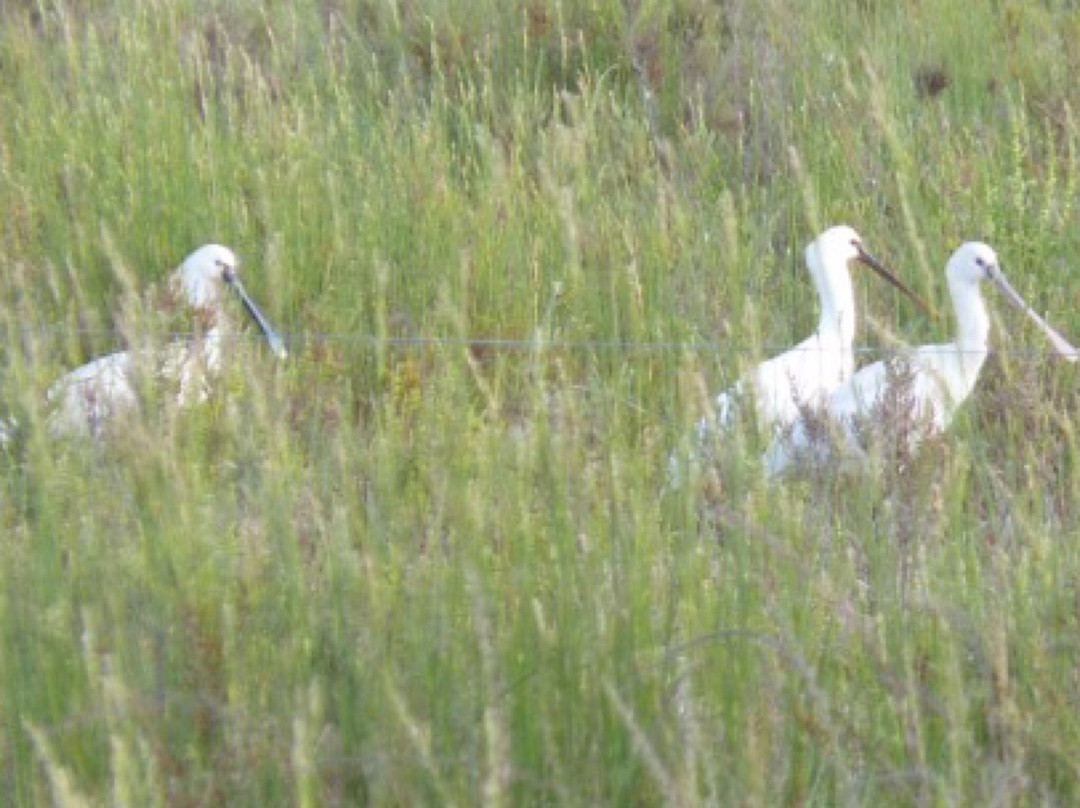 Cadiz Birding-塔里法必去景点