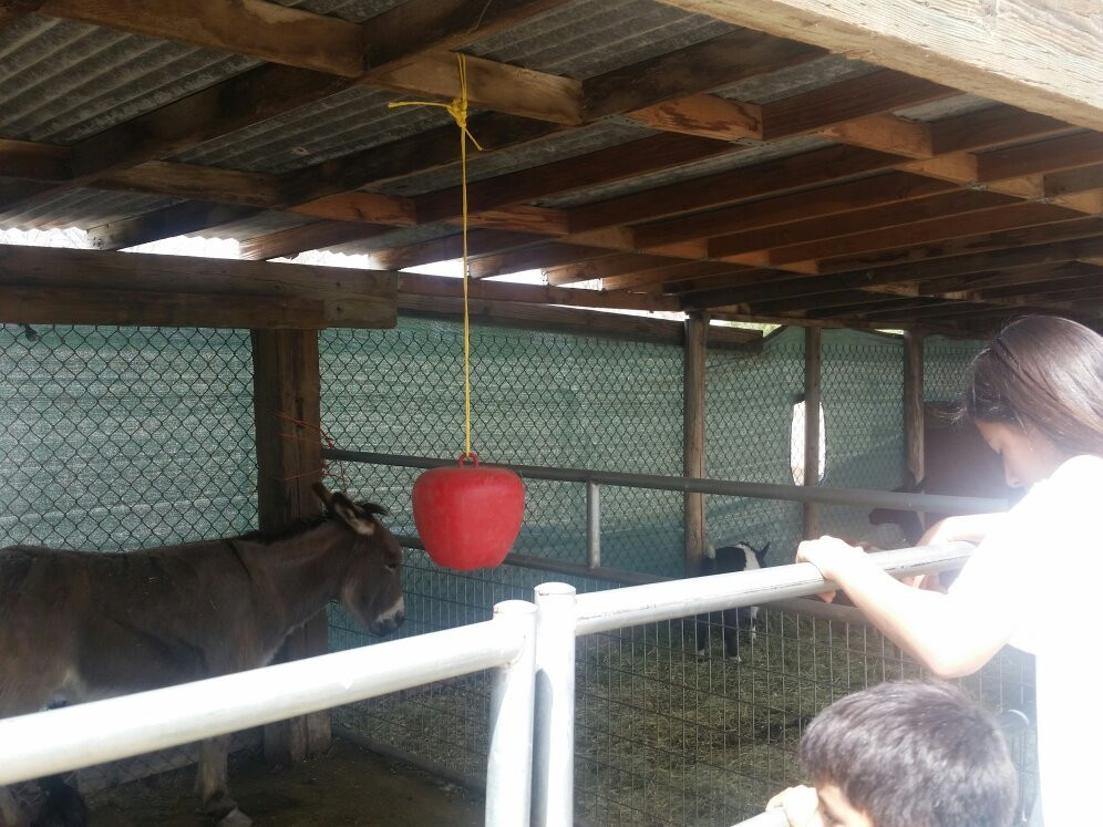 Pony Time at Lakewood Equestrian center-莱克伍德必去景点