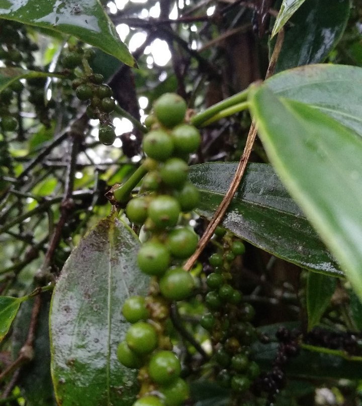 Pelawan Forest景点图片