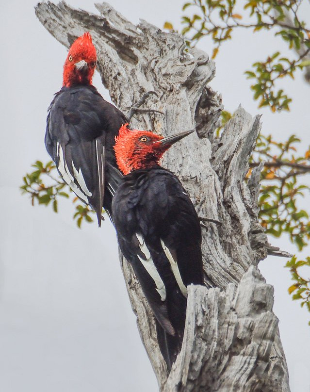 Pucon Birding-普孔必去景点