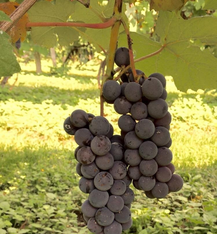Satek Winery景点图片