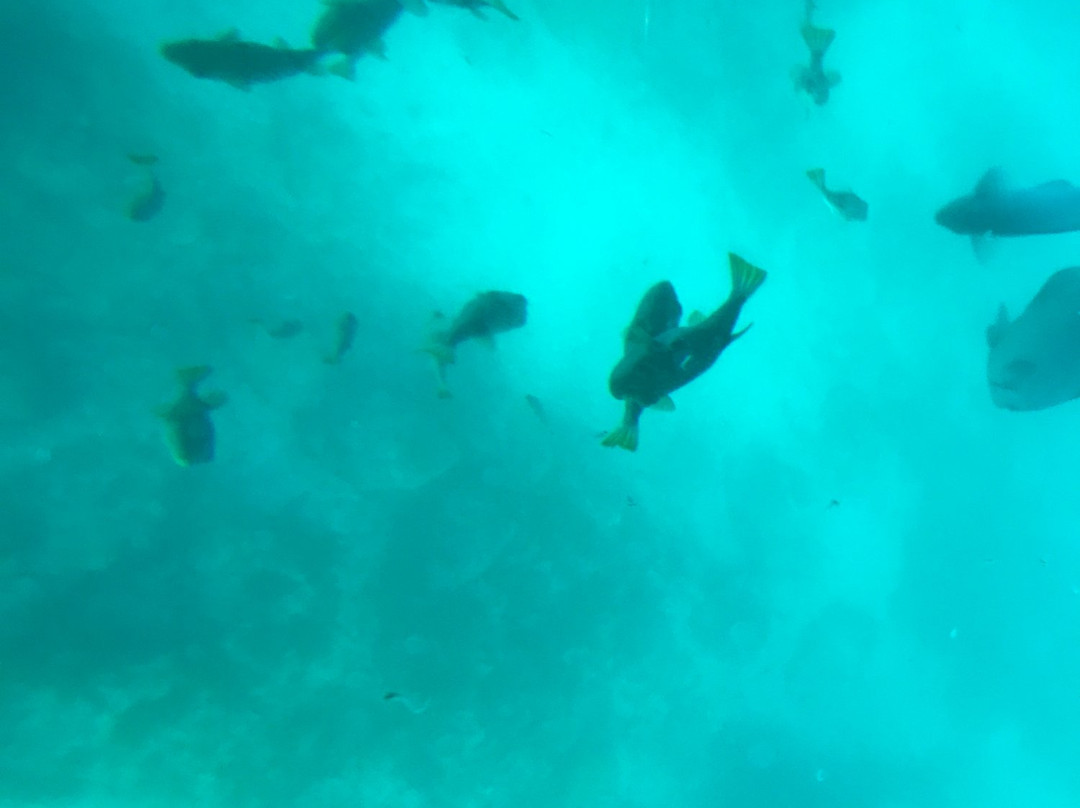 Nijiiro Sakana Go-三浦市必去景点