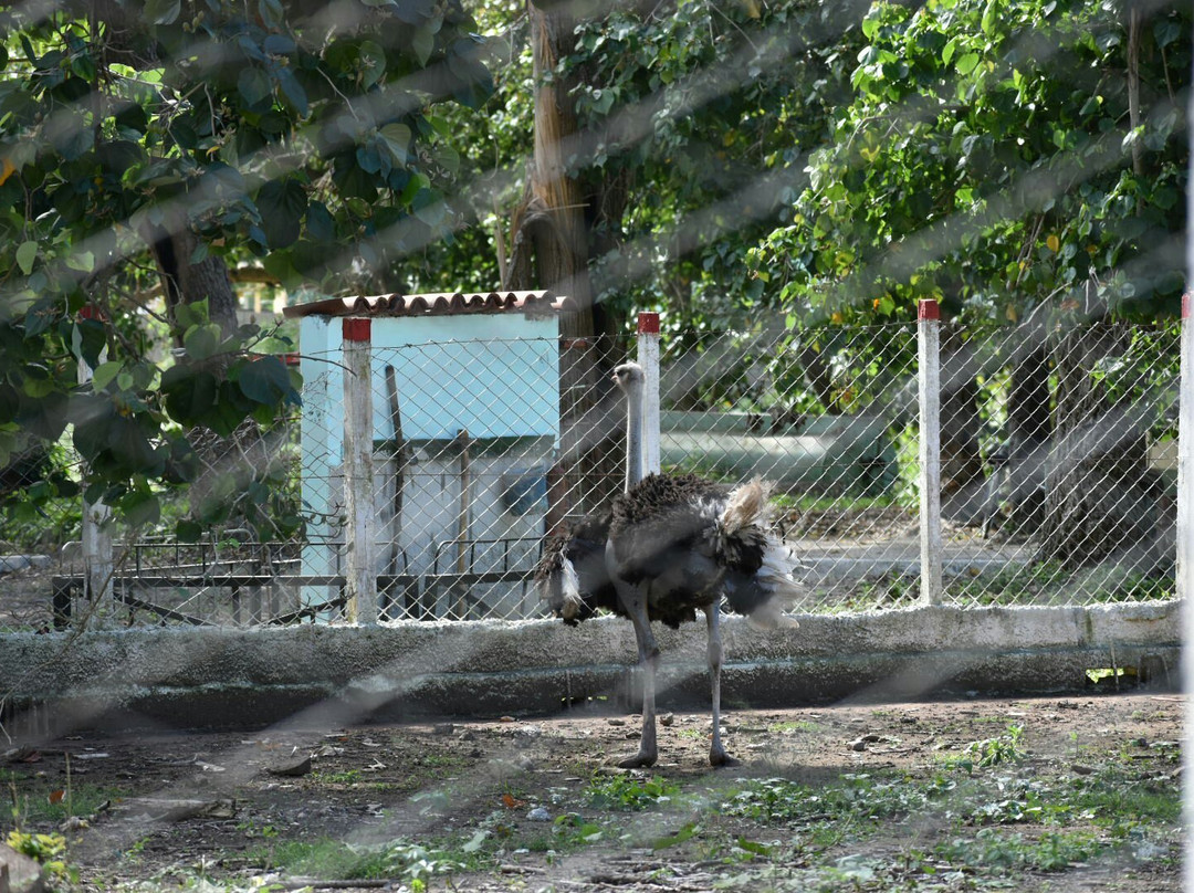 Parque Zoológico El Bosque de Sancti Spíritus景点图片