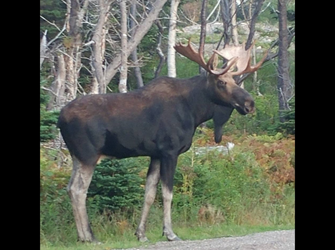 The Poplar B&B主图