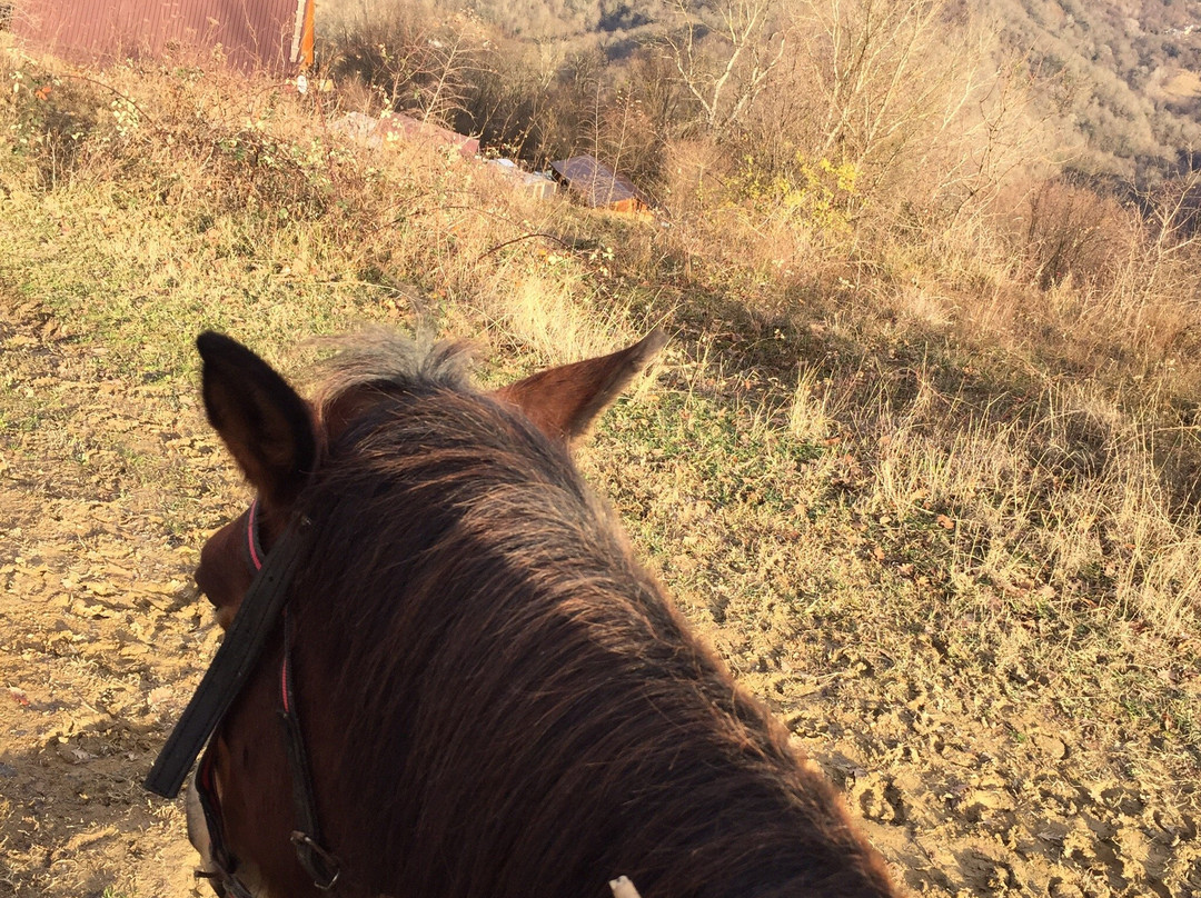 Horse Riding Club Favorit-索契必去景点