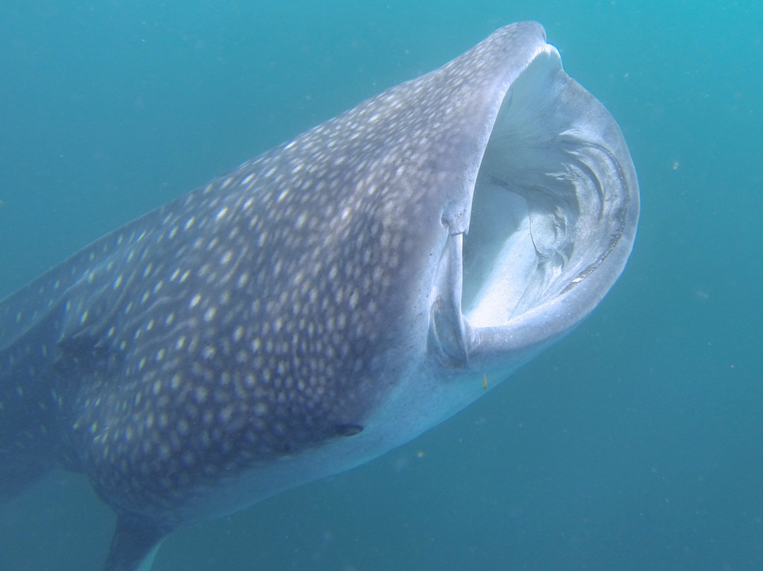 Dolphin Excursions Djibouti-吉布地必去景点