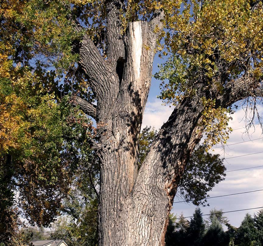 1883 Water Works-科林斯堡必去景点