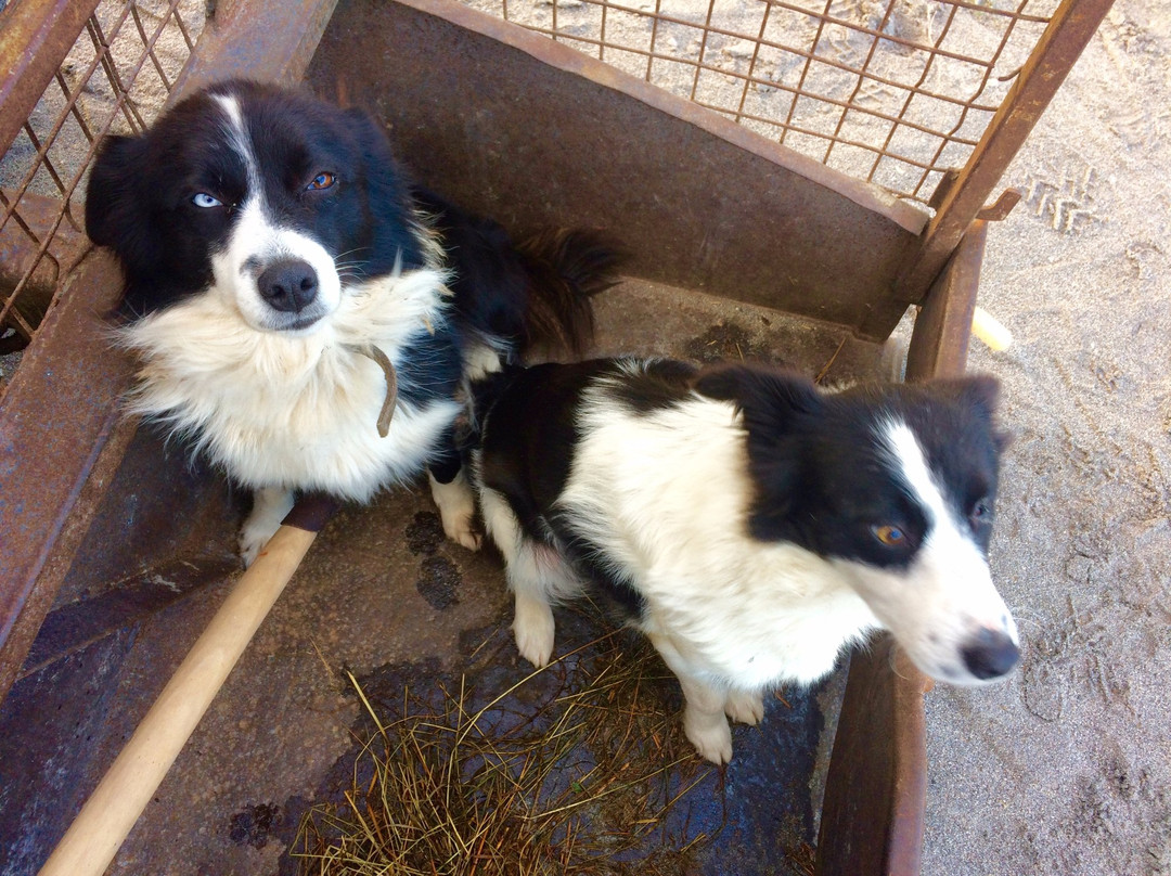 The Mermaid's Garden主图