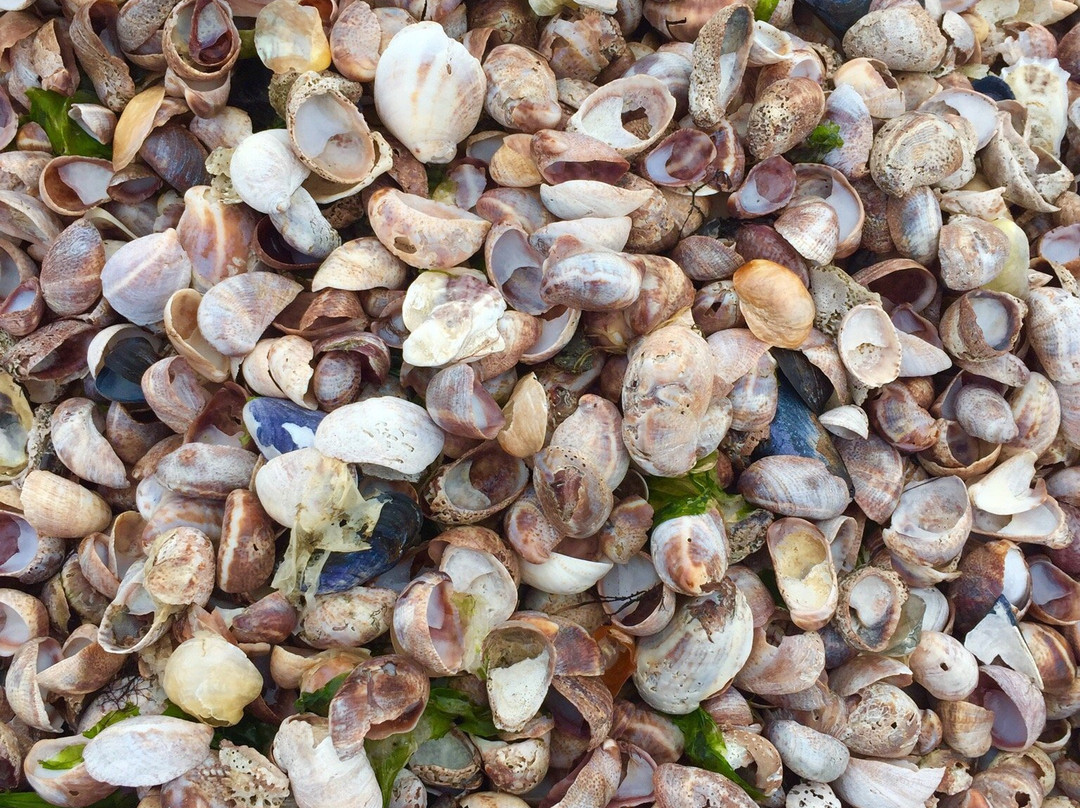 Penfield Beach-费尔菲尔德必去景点