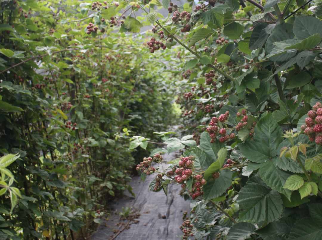 Azienda Agricola Domini Albert-Sauris必去景点