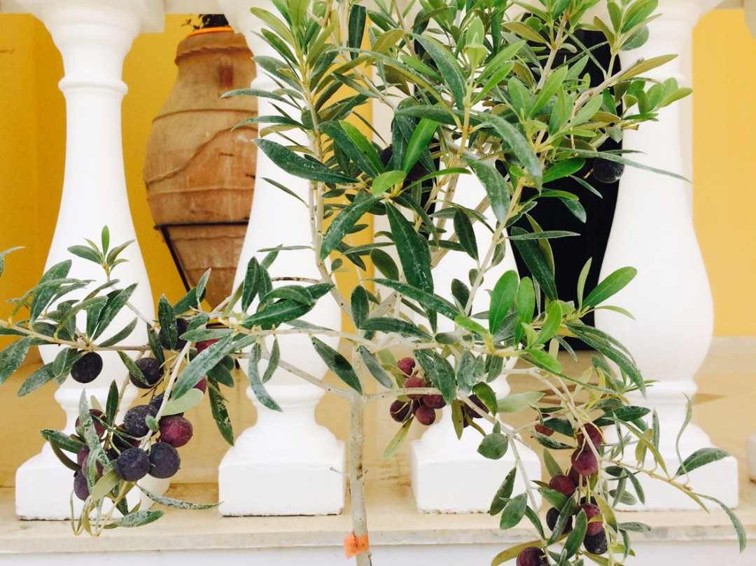 Chalikounas酒店住宿-AVRA PARADISE SEA VIEW