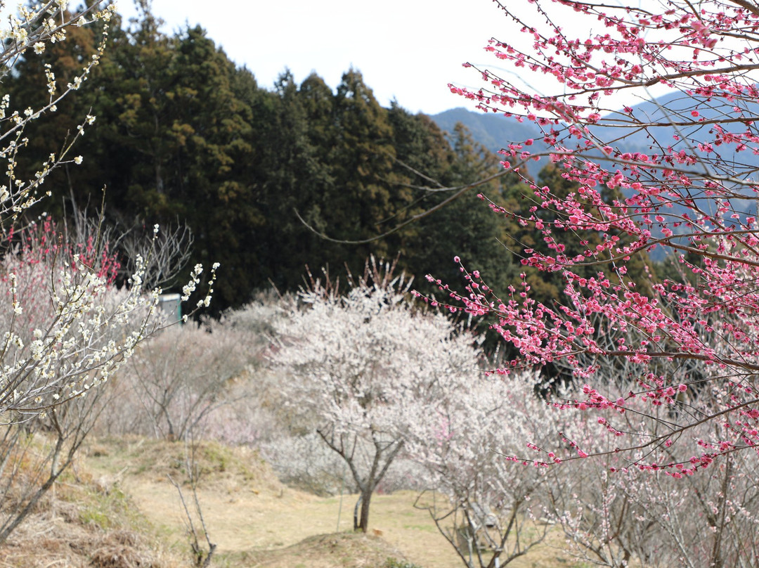 Ieyama Plum Garden景点图片
