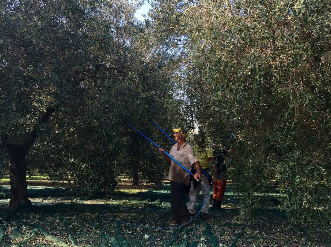 Azienda Agricola Rollo-Veglie必去景点