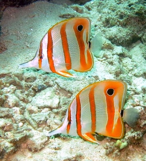 SunnyReef Divers-亚庇必去景点