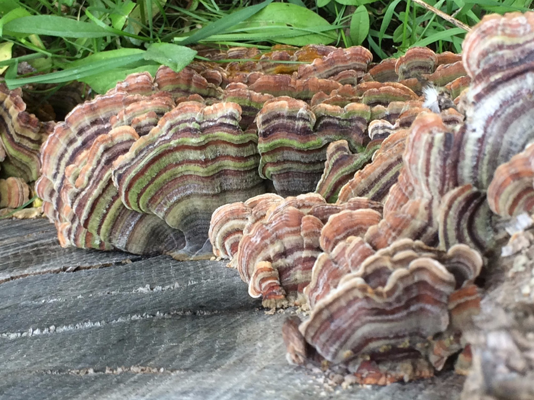 Sutter Buttes-尤巴城必去景点