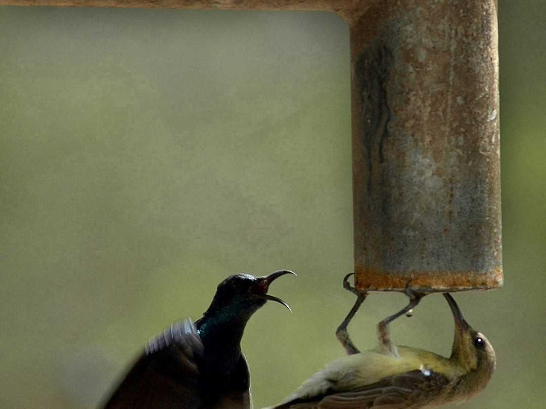 Nawab Wajid Ali Shah Zoological Garden景点图片