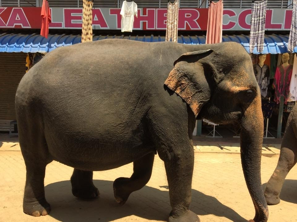 Luv SL-品纳维拉必去景点