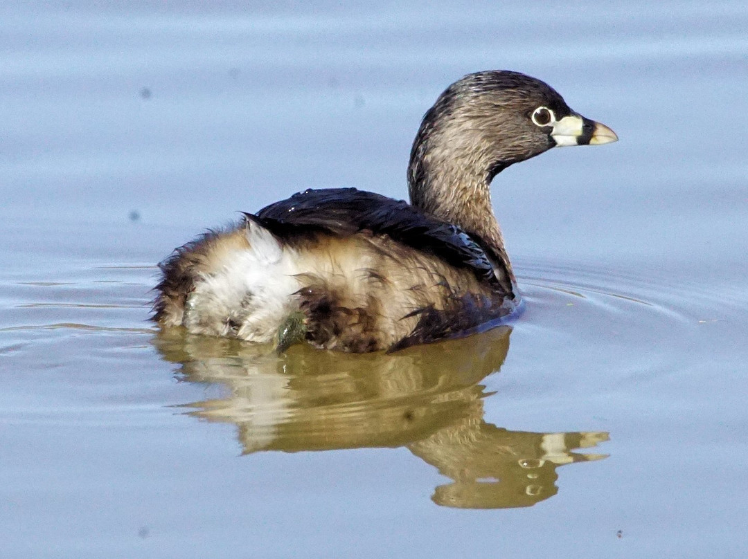 Muscatatuck National Wildlife Refuge-Seymour必去景点