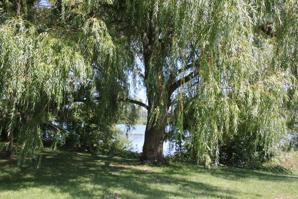 Jaycee Gardens Park-圣凯瑟琳斯必去景点