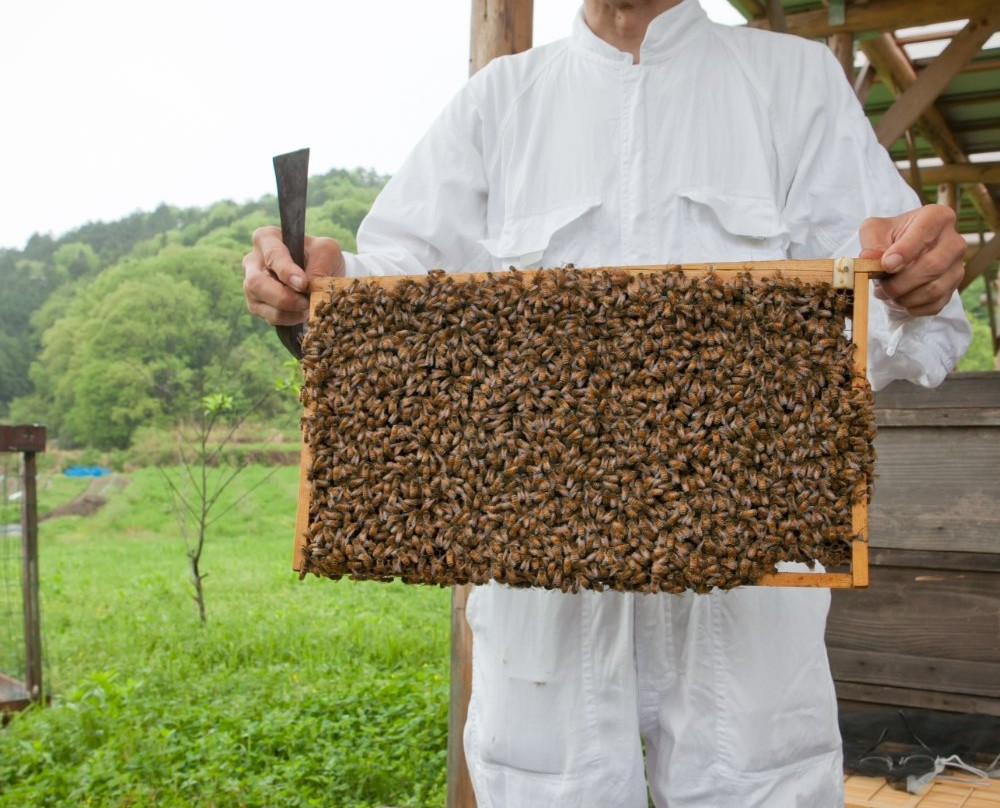 Mitsubachi Nouen (Yamada Honeybee Farm)-镜野町必去景点