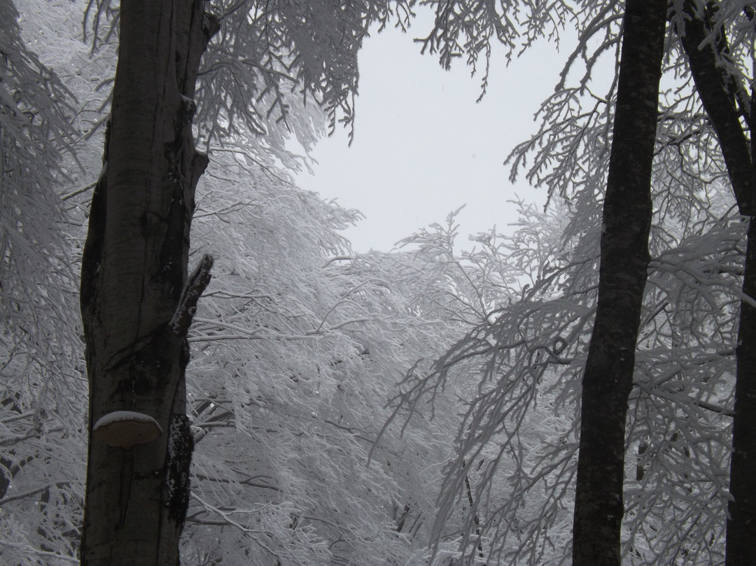 Tianetskiy Wildlife Sanctuary Sabaduri景点图片