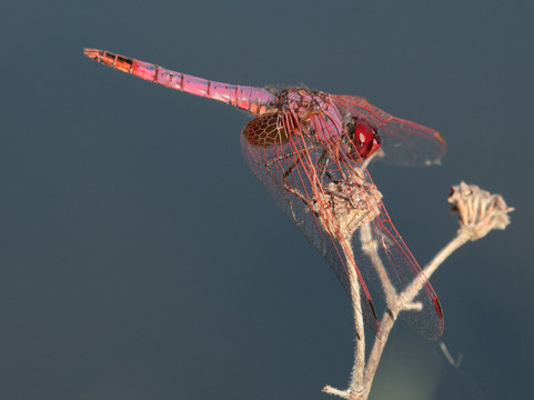 Birdwatching Spain-Grau de Gandia必去景点