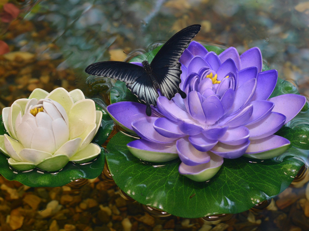 Butterfly House Vostorg-海参崴必去景点