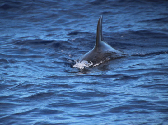 Madeira Wind Birds-沙尔必去景点