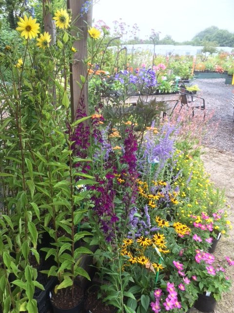 Hardy's Cottage Garden Plants景点图片