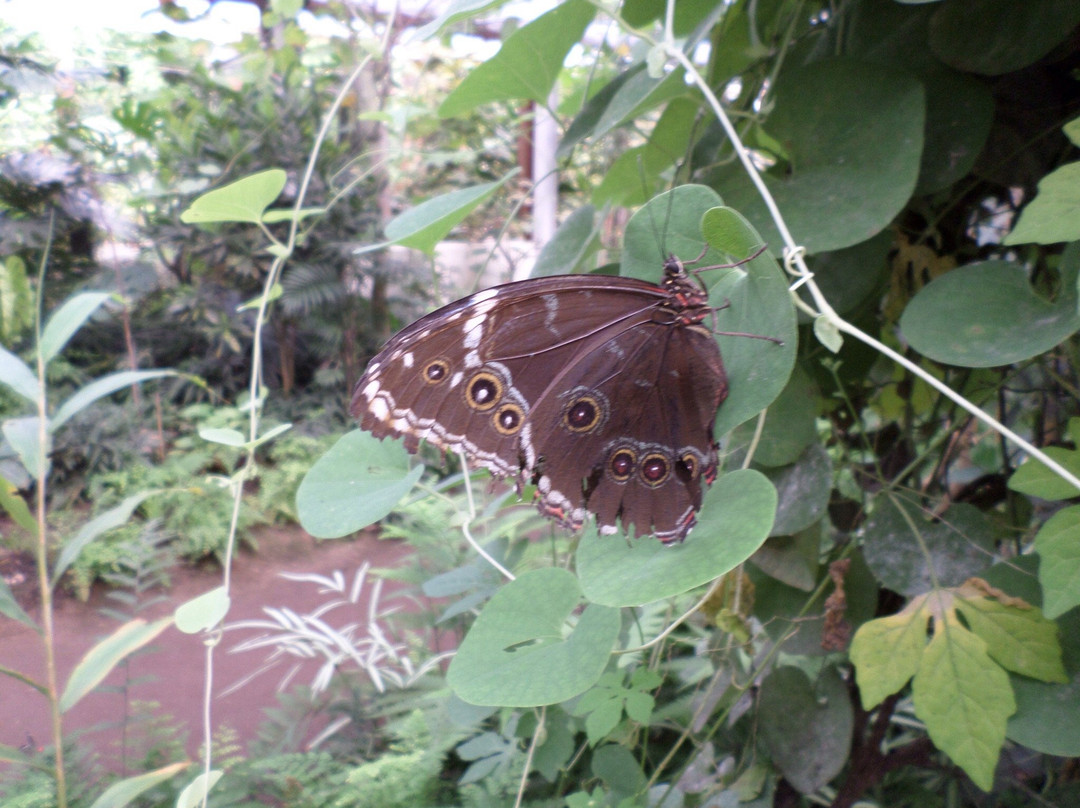 Schmetterlingspark Buchholz景点图片