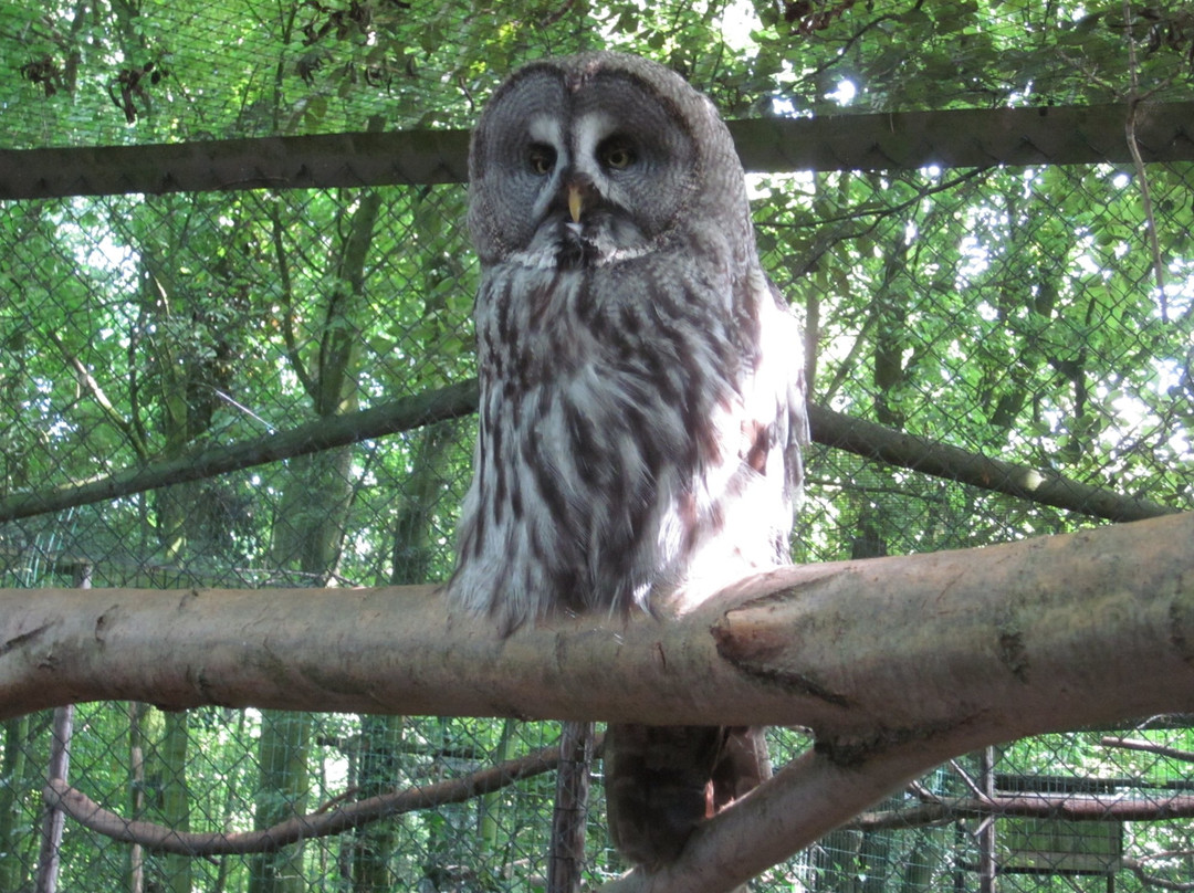 Uilen- en Dierenpark De Paay景点图片