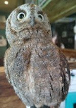 パクチーバル8889